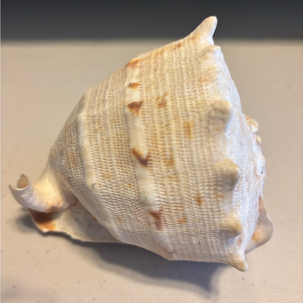 Large conch type sea shell